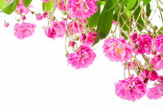 粉色花卉花枝植物