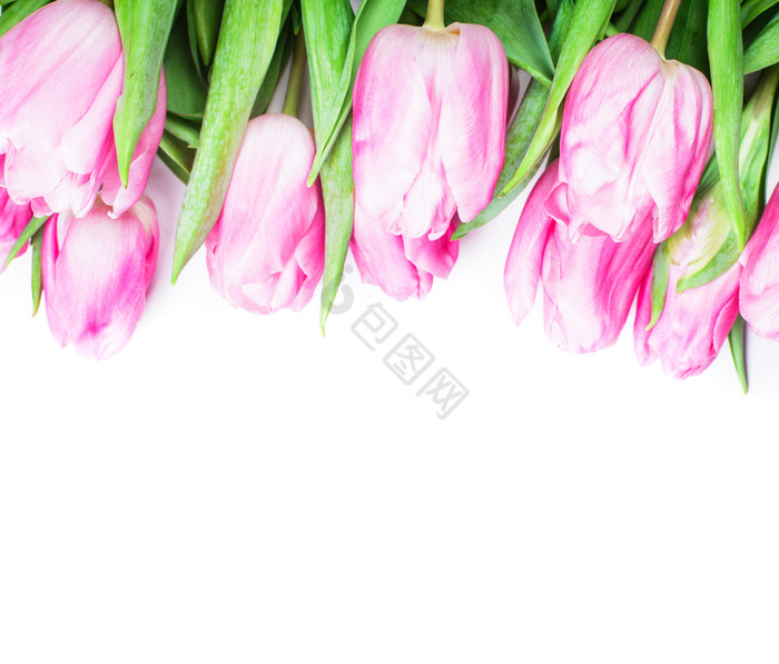 粉色花朵花苞植物图片