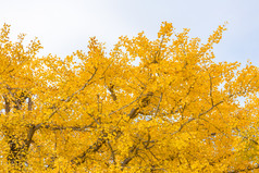 秋天黄色植物摄影图