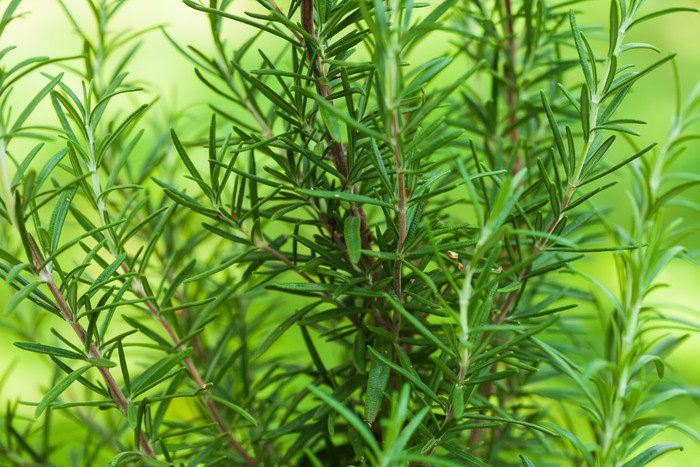 绿色调植物的嫩叶摄影图