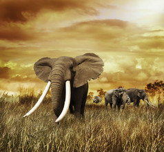 简约草原上的大象摄影图