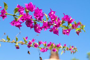 植物季节摄影风景盛开<strong>的</strong>花大自然旅游