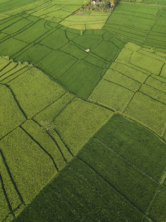 绿色大片农作物摄影图