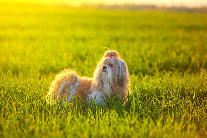 绿色调在草地中的一只狗摄影图