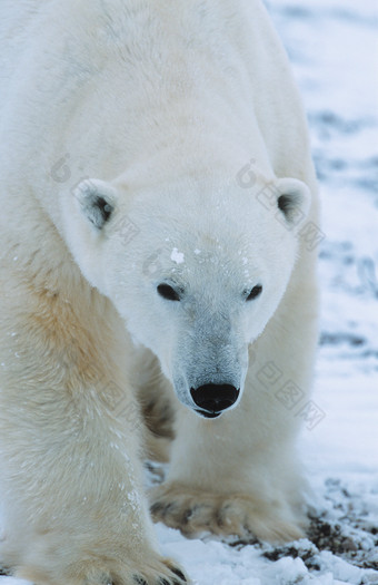 白色动物<strong>北极熊</strong>摄影图