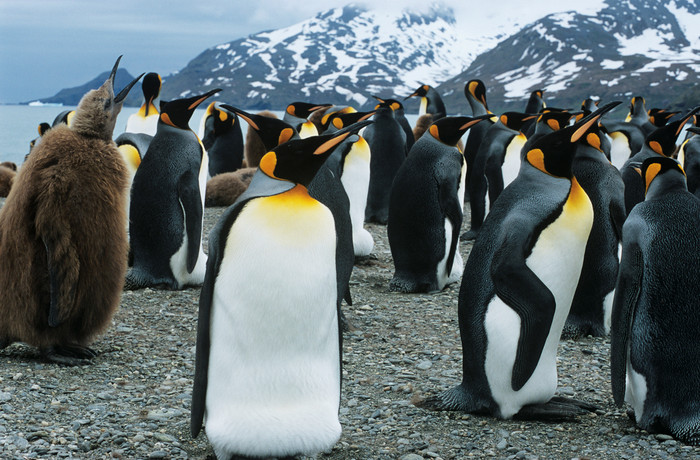 南极可爱的企鹅摄影图