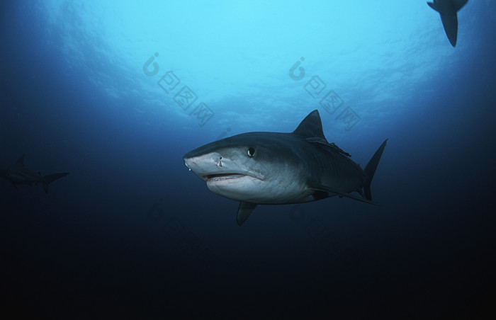 暗色调大鲨鱼摄影图