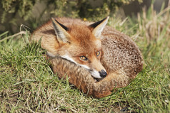 简约睡觉的狐狸摄影图