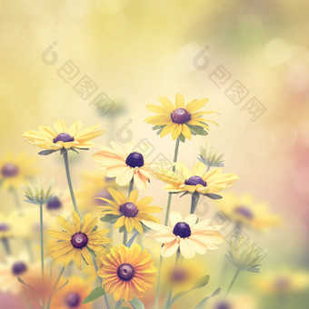 黄色花瓣的花朵摄影图