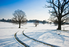 冬天雪地树木风景