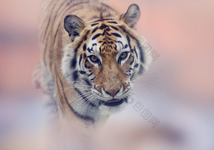 野生动物大老虎摄影图