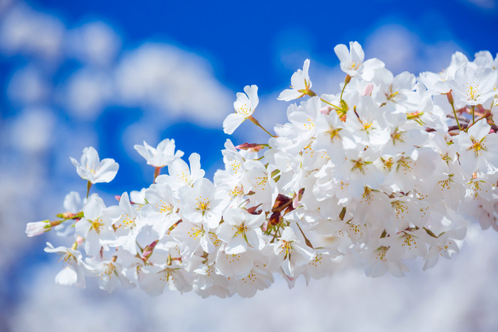 盛开的白色杏花花枝