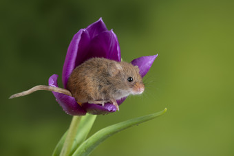 紫色花和小老鼠摄影图