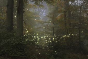 森林中的萤火虫摄影图