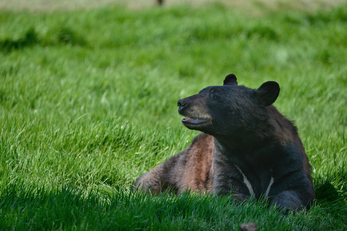 草坪上休憩的大黑熊