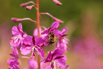 紫色花卉上采蜜的蜜蜂