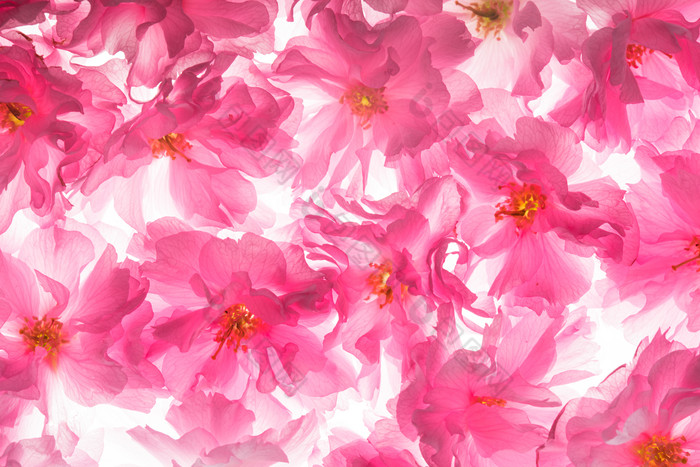 粉色花朵花卉摄影图