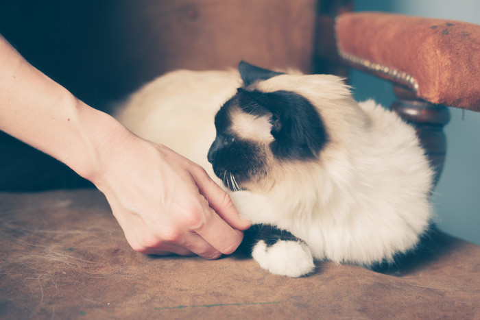 可爱小动物窝着猫咪