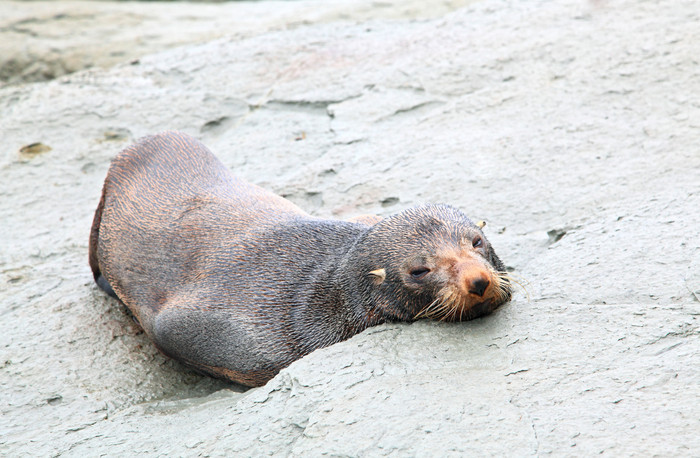 灰色调休息中的海豹摄影图