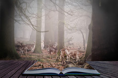 暗色调在书本中的树林摄影图