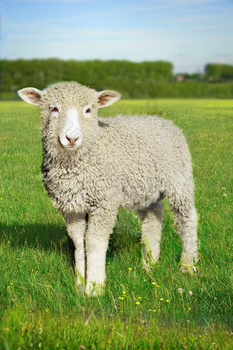 草地上一只可爱的小羊