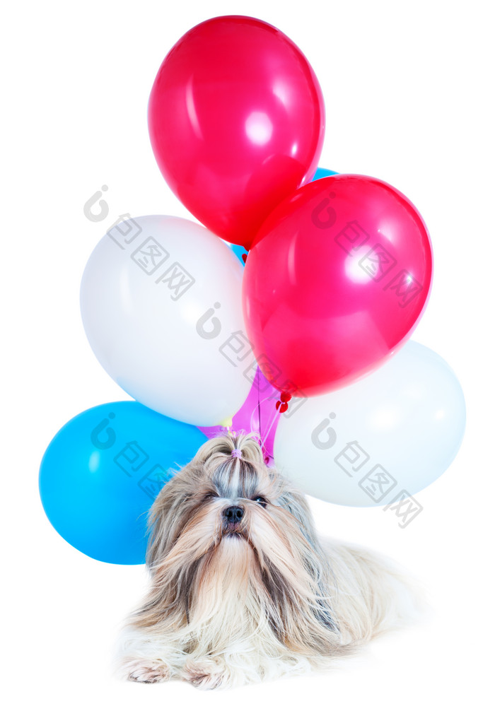 宠物狗和气球摄影图