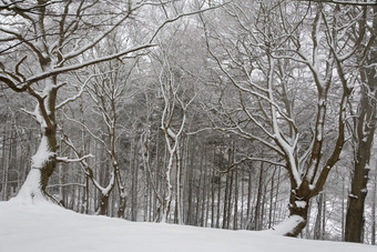 暗色调雪后林子摄影图