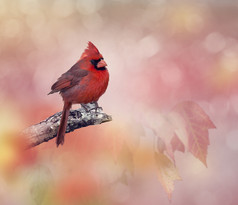 红色羽毛鸟类动物