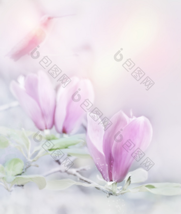 粉色木兰花花枝摄影图