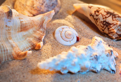 沙滩上美丽的贝壳