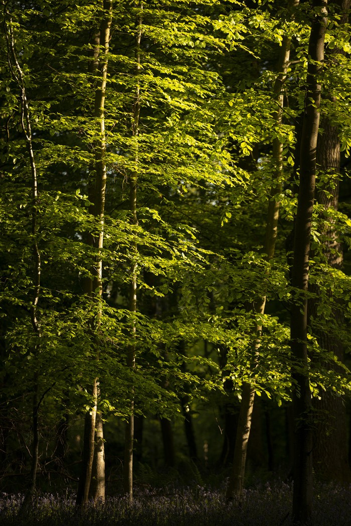 绿色原始森林树林