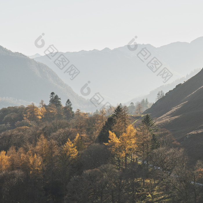 秋季深山里的树林