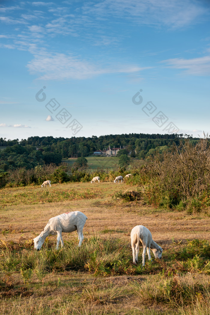 草地上吃草的羊摄影图