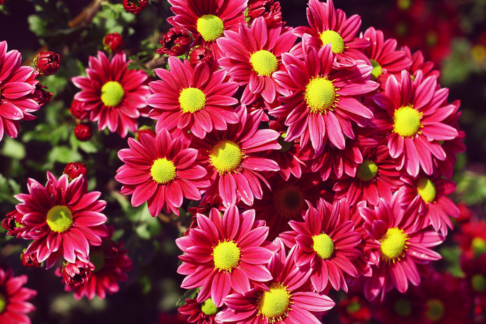 红色菊花花卉摄影图