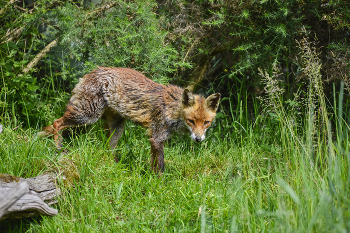 草地上瘦弱的狐狸