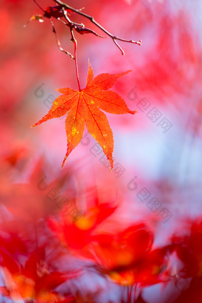 秋季树枝上的红枫叶