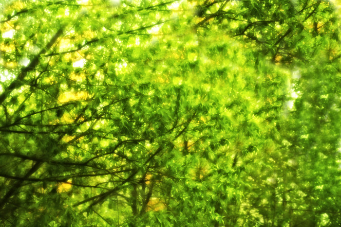 绿色调清新树林摄影图