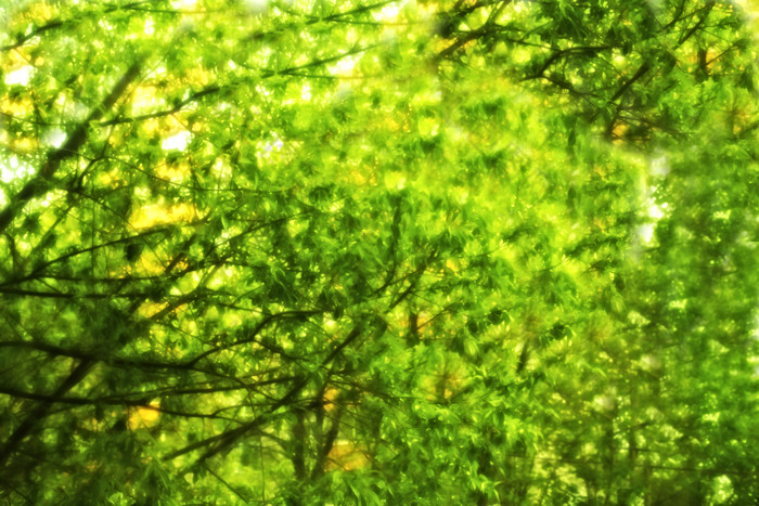 绿色调清新树林摄影图