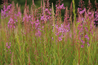 草丛中的紫色花卉花枝