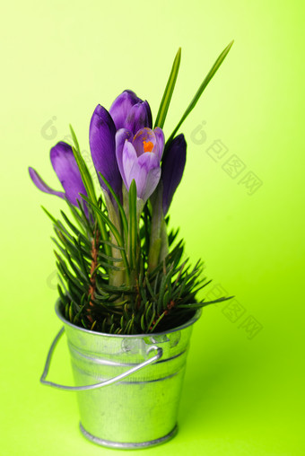 绿色背景紫色郁金香