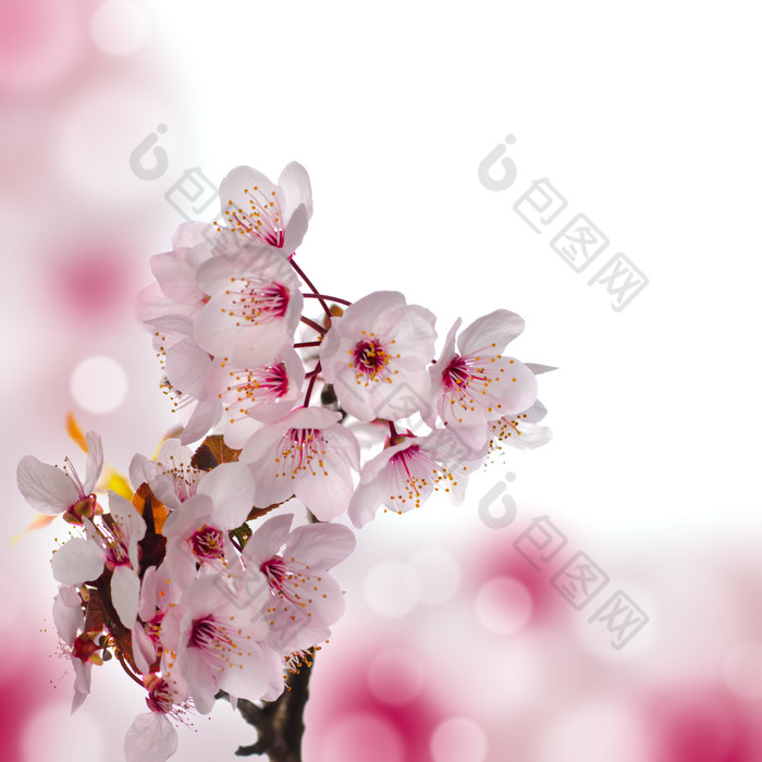 粉色樱花花卉植物
