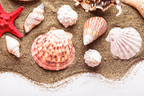 沙滩上的贝壳海螺