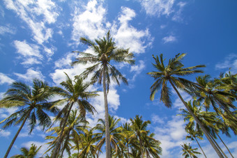 蓝天白云下的椰树摄影图