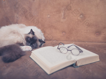 沙发上的<strong>书籍</strong>和猫