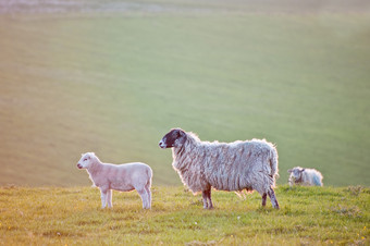 简约一群<strong>羊</strong>摄影图