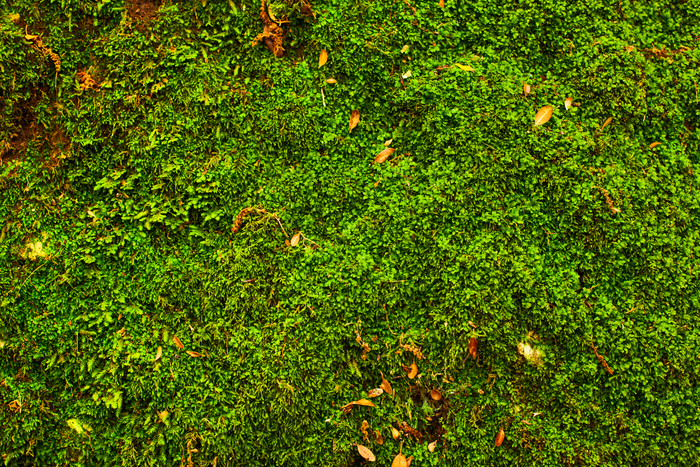 绿色调一片草地摄影图