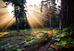 绿色调树林中的光线摄影图