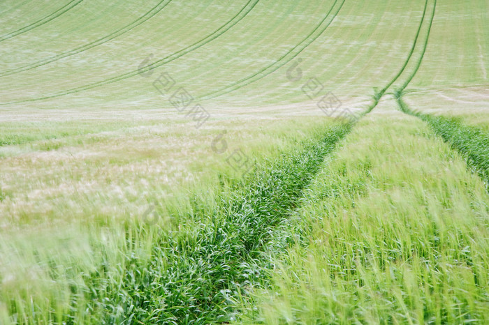 绿色调山坡的谷物摄影图