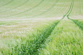 绿色调山坡的谷物摄影图