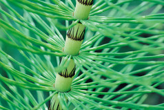 绿色根茎植物摄影图